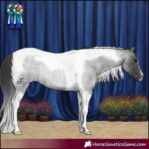 Horse Color:Blue Roan Tobiano Rabicano