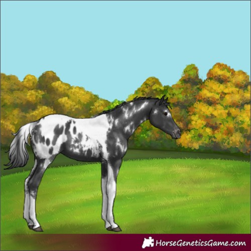 Horse Color:White Spotted Black Tobiano Appaloosa