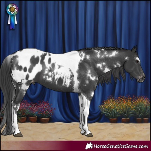 Horse Color:White Spotted Black Tobiano Appaloosa