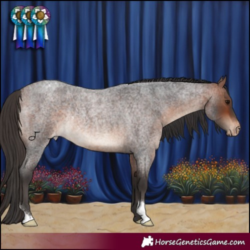 Horse Color:Bay Roan Appaloosa Rabicano 