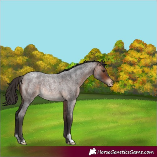 Horse Color:Bay Roan Appaloosa Rabicano