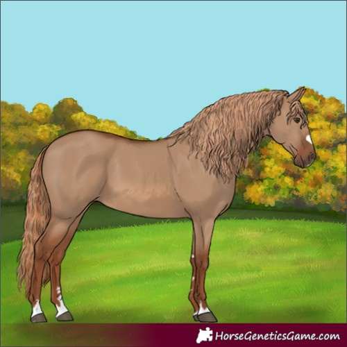Horse Color:Red Dun 