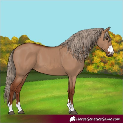 Horse Color:Red Dun