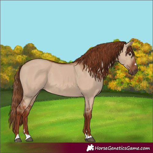 Horse Color:Red Dun