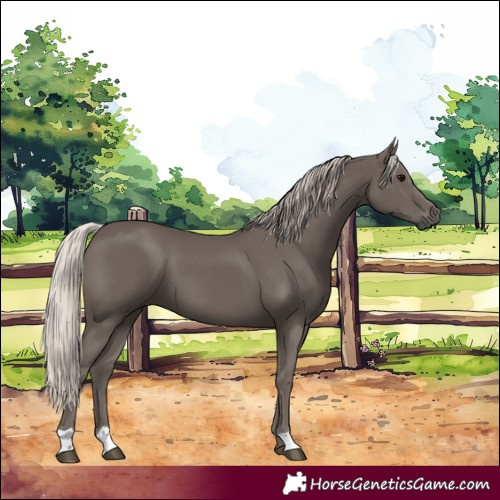 Horse Color:Silver Black