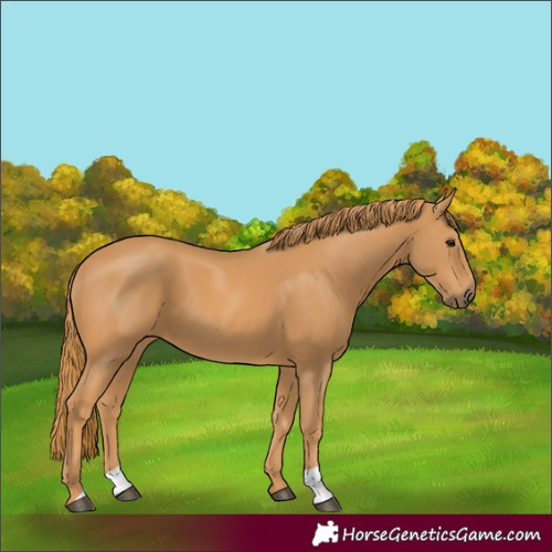 Horse Color:Chestnut 