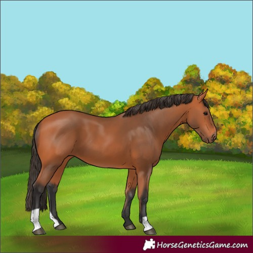 Horse Color:Bay 