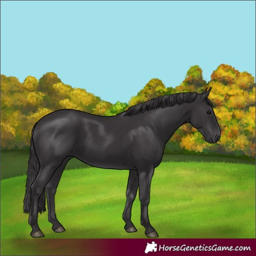 Horse Color:Smoky Black
