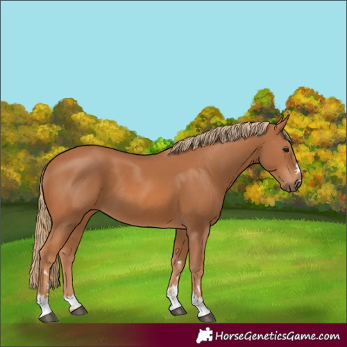 Horse Color:Chestnut 