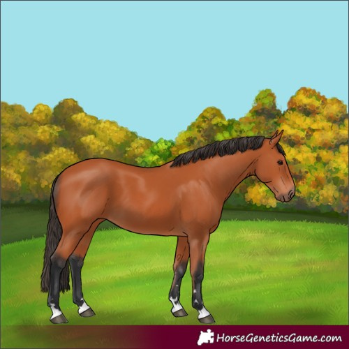 Horse Color:Bay 