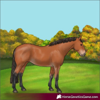 Horse Color:Bay 