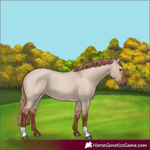 Horse Color:Red Dun Roan