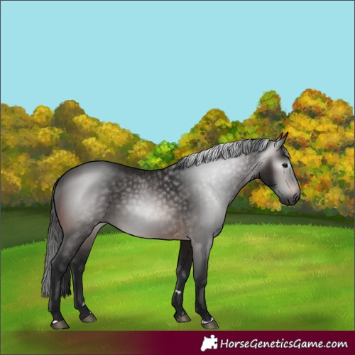 Horse Color:Gray Bay