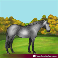 Horse Color:Gray Black