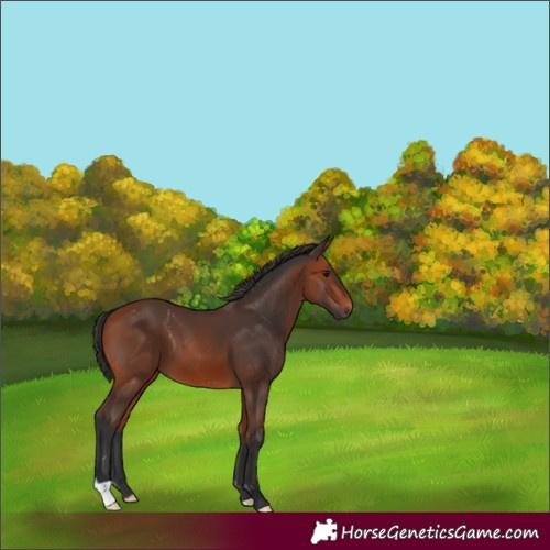 Horse Color:Bay 