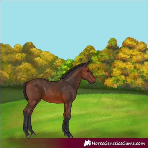 Horse Color:Bay 