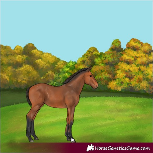 Horse Color:Bay 