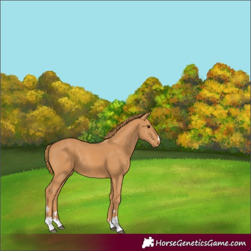 Horse Color:Chestnut 