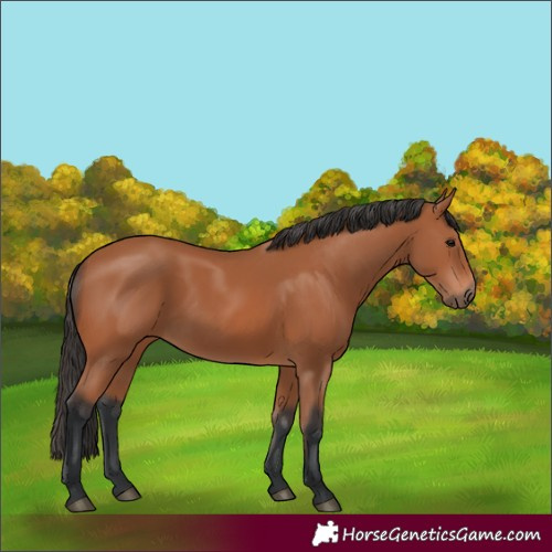 Horse Color:Bay 