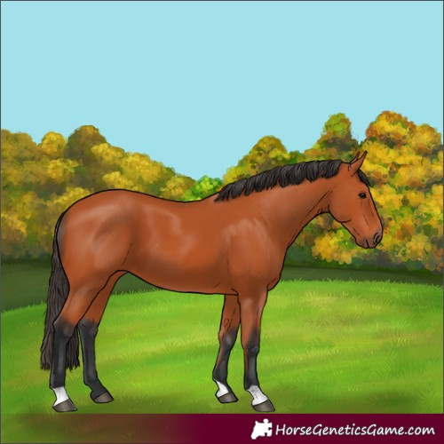 Horse Color:Bay 