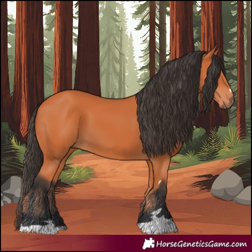 Horse Color:Bay 