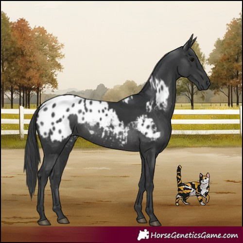 Horse Color:Black and Black Blanket