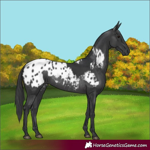 Horse Color:Black  and Black Appaloosa 