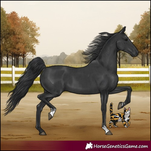 Horse Color:Black and Black