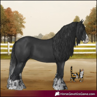 Horse Color:Black and Black Splash