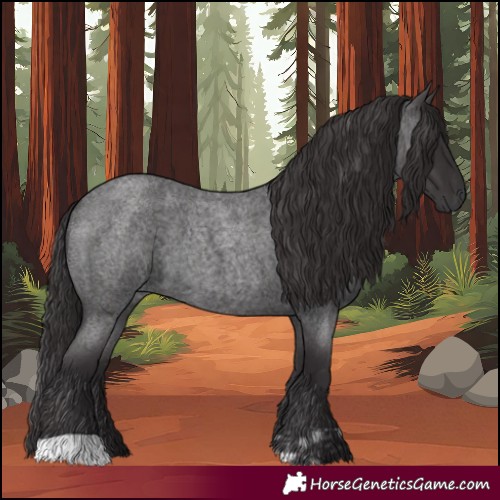 Horse Color:Smoky Blue Roan  and Smoky Blue Roan 