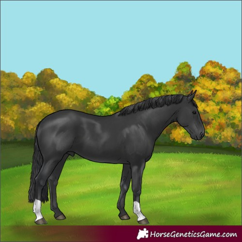 Horse Color:Black  and Black 