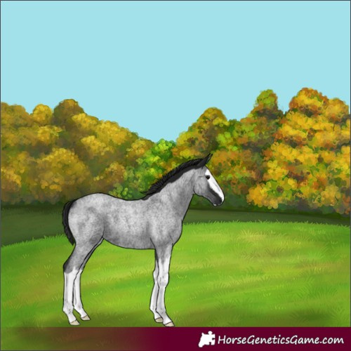 Horse Color:Gray Blue Roan Splash