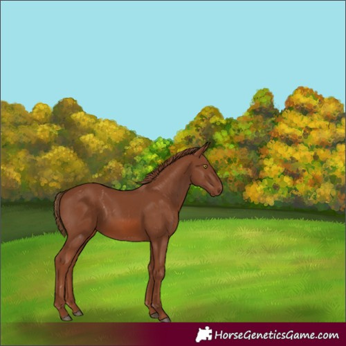 Horse Color:Chestnut 