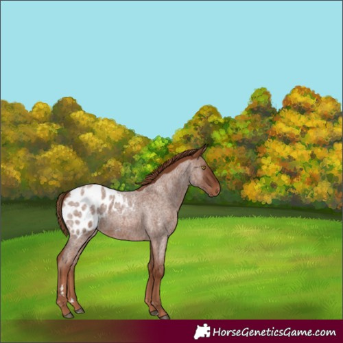 Horse Color:Red Roan Appaloosa 