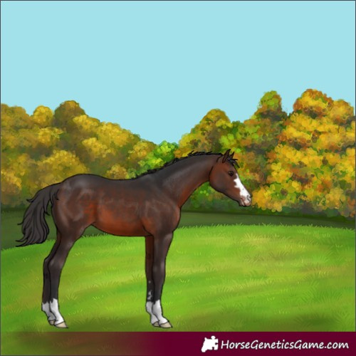 Horse Color:Brown Appaloosa