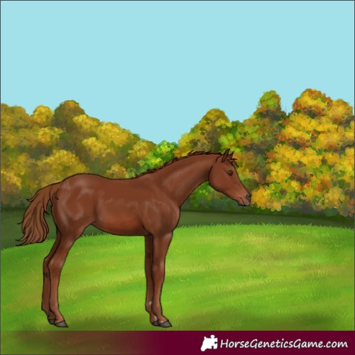 Horse Color:Chestnut 