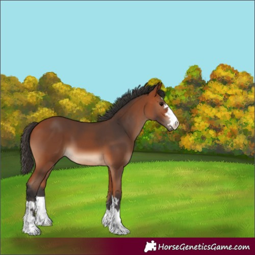 Horse Color:Unknown 