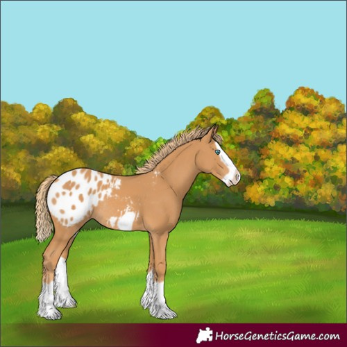 Horse Color:Unknown 