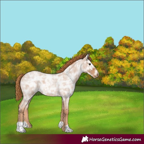 Horse Color:Unknown 