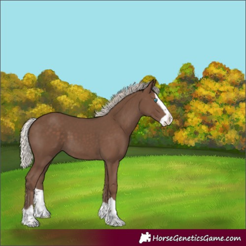 Horse Color:Silver Black Splash 