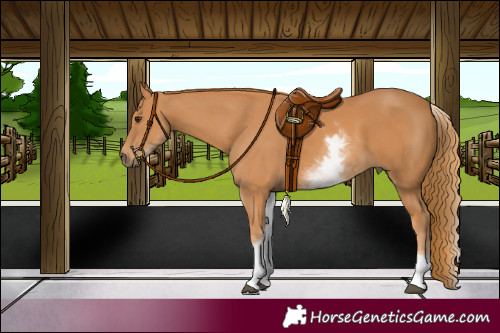 Horse Color:White Spotted Chestnut
