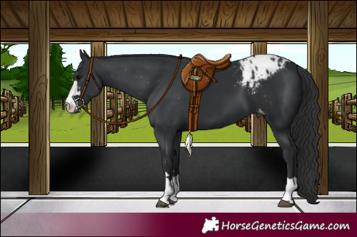Horse Color:Black Blanket 