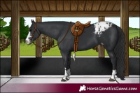 Horse Color:Black Blanket 