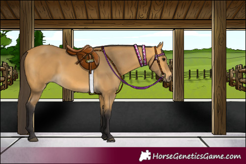Horse Color:Buckskin