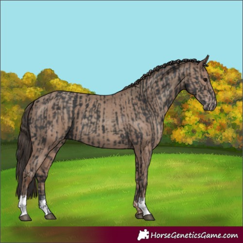Horse Color:Black  and Classic Champagne 