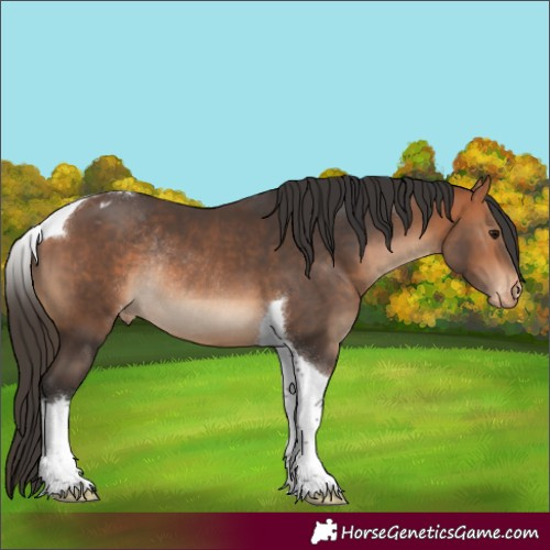 Horse Color:Bay Tobiano Appaloosa Rabicano 