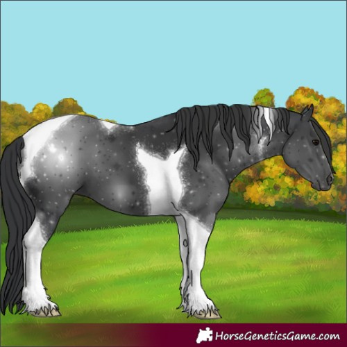 Horse Color:Black Tobiano 