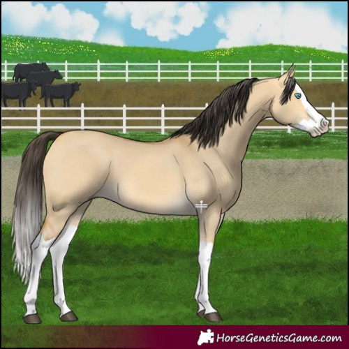 Horse Color:Buckskin Dun Splash 
