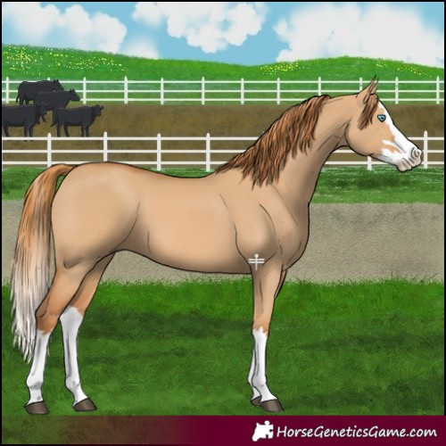 Horse Color:Red Dun Splash 