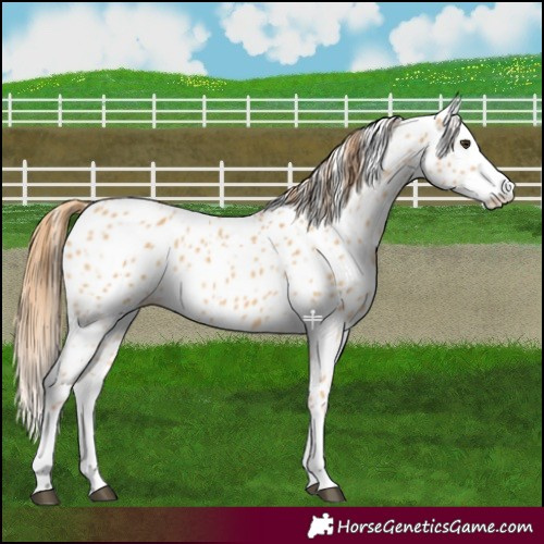 Horse Color:Red Dun Splash Leopard
